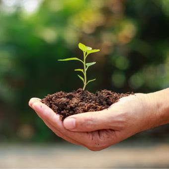 Hand holding plant in soil
